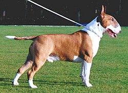 250px-Bull_terrier_2